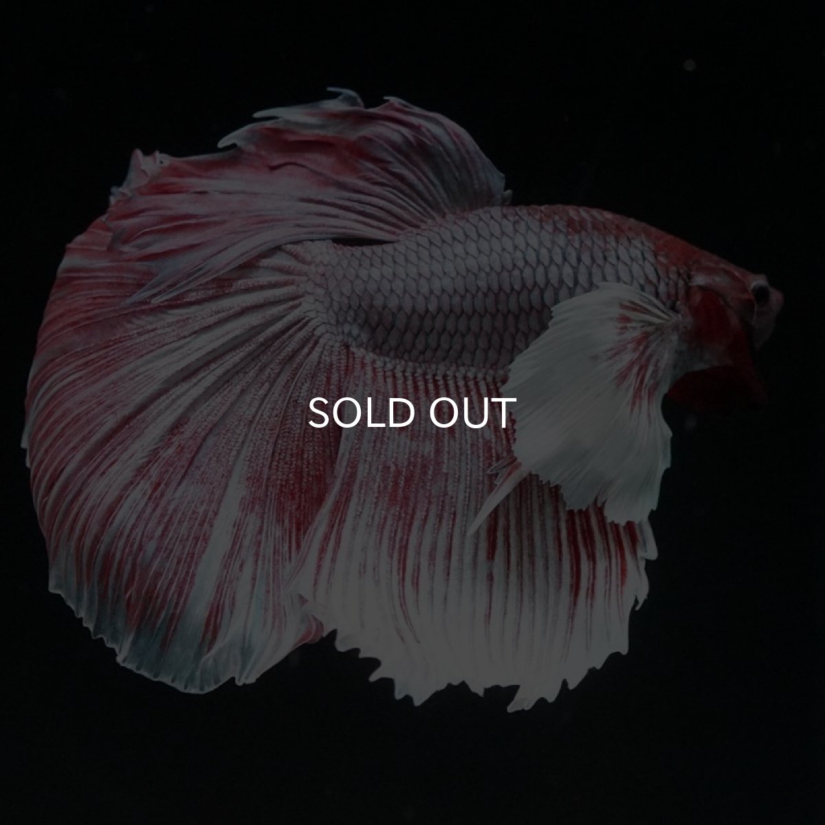 画像3: HM　ファンシーダンボ (3)