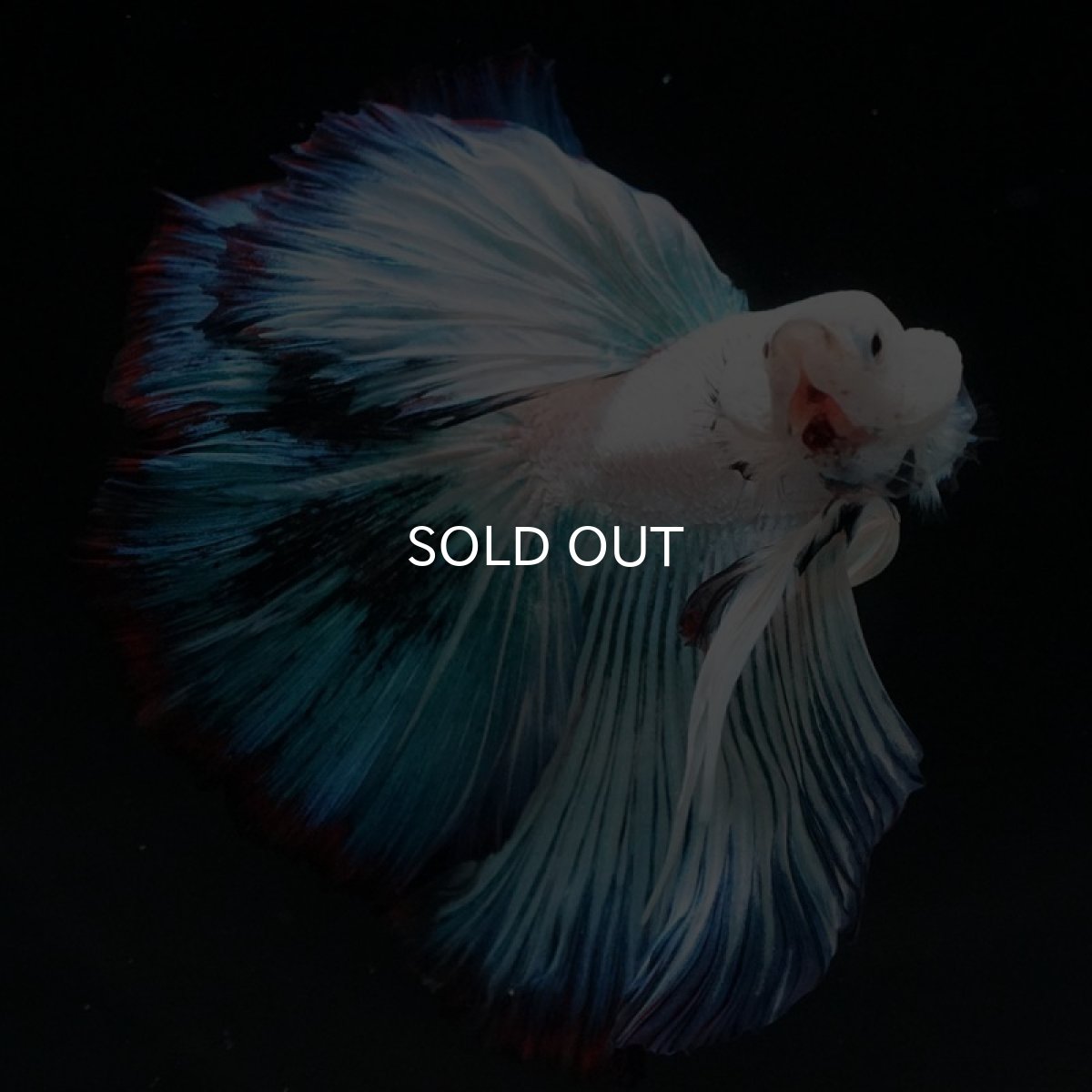 画像7: HM ホワイトファンシー (7)