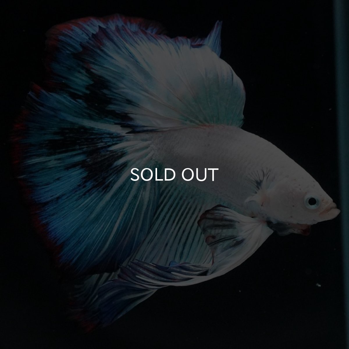 画像3: HM ホワイトファンシー (3)