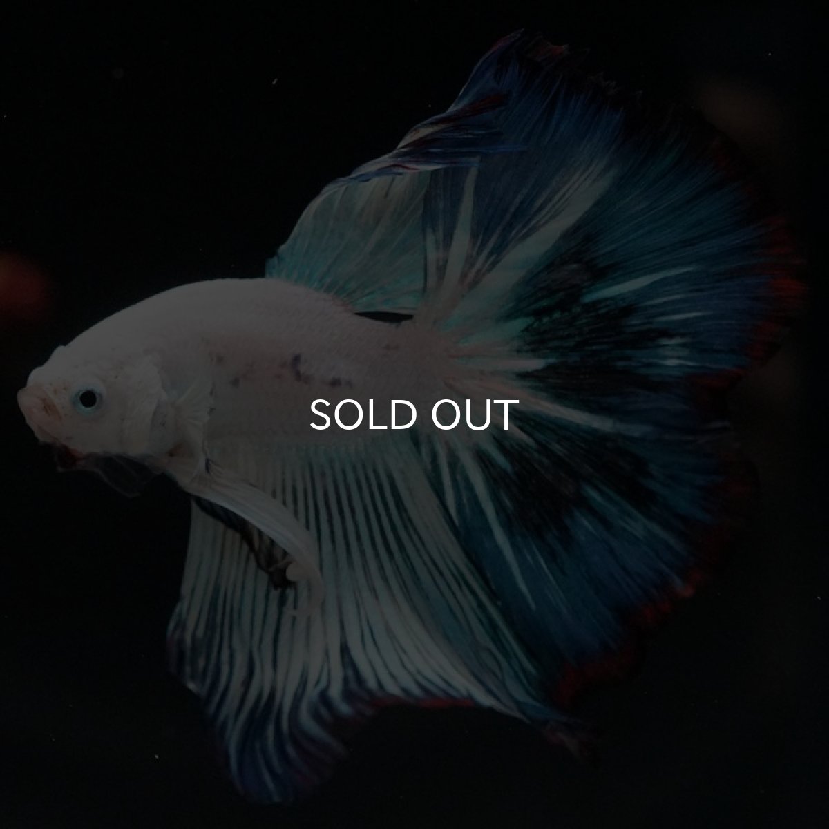 画像5: HM ホワイトファンシー (5)