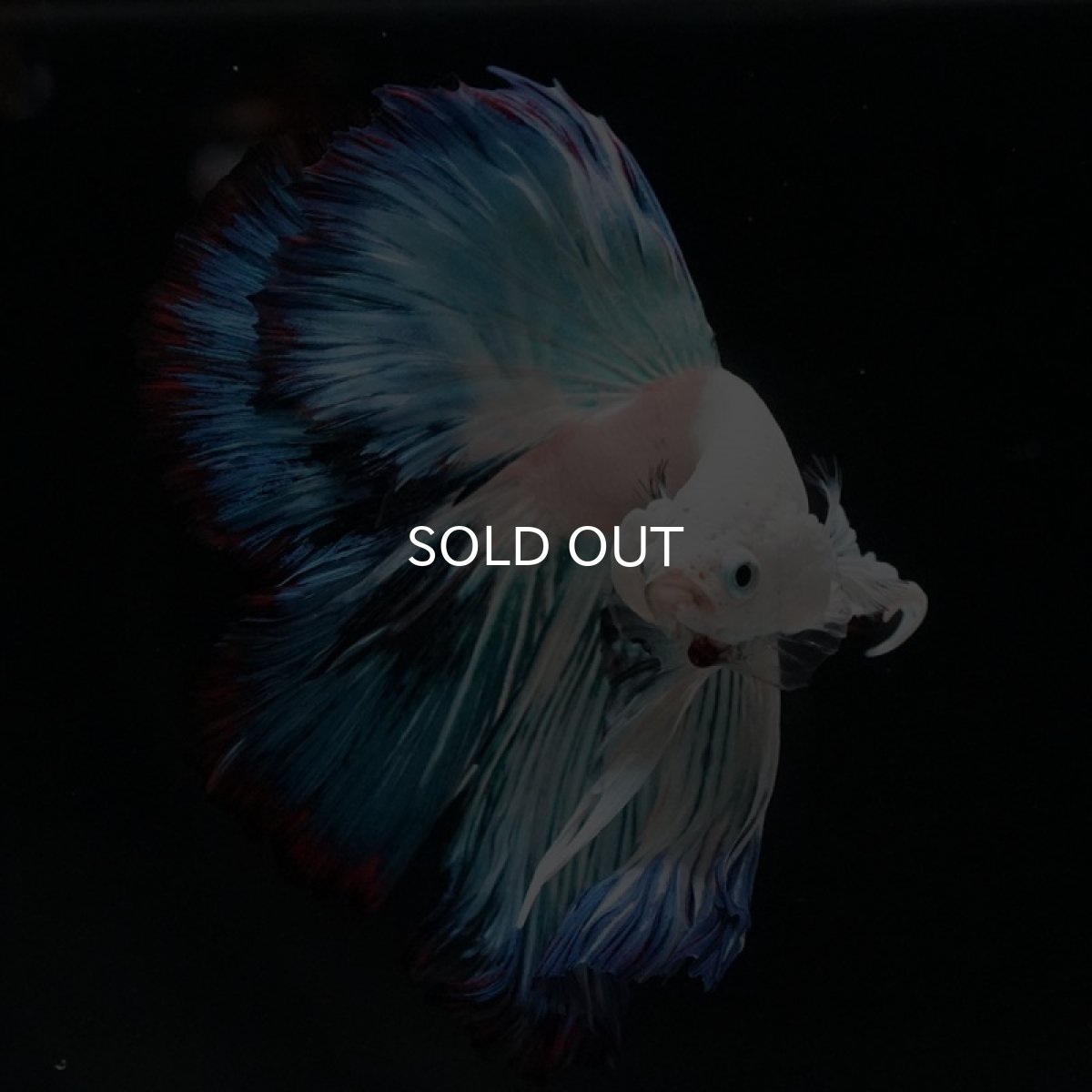 画像2: HM ホワイトファンシー (2)