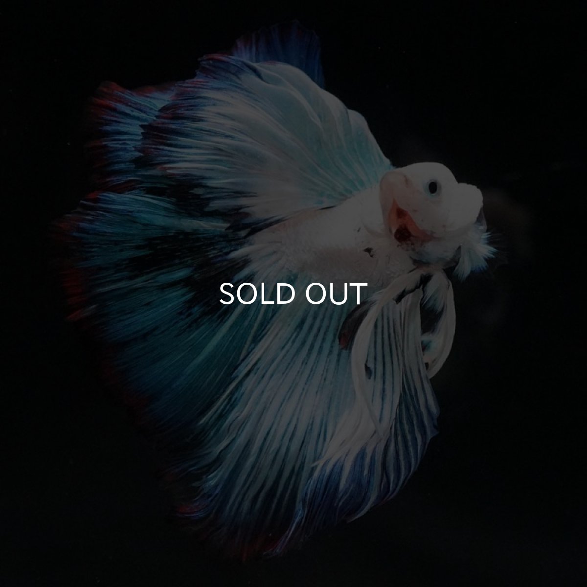 画像4: HM ホワイトファンシー (4)