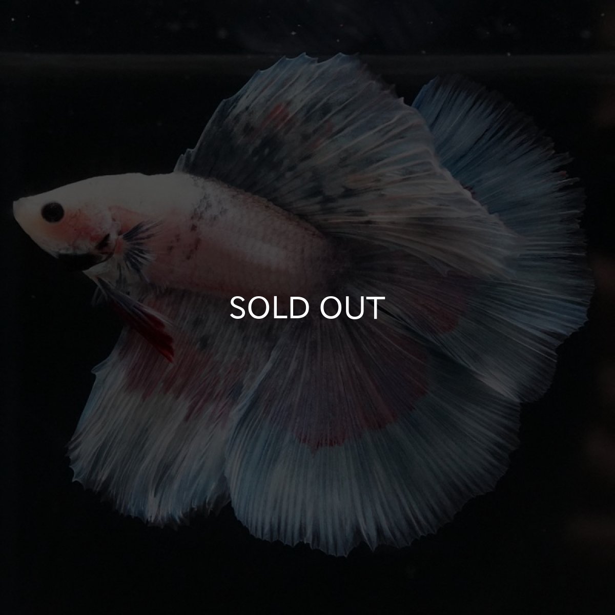 画像4: FM ファンシー (4)