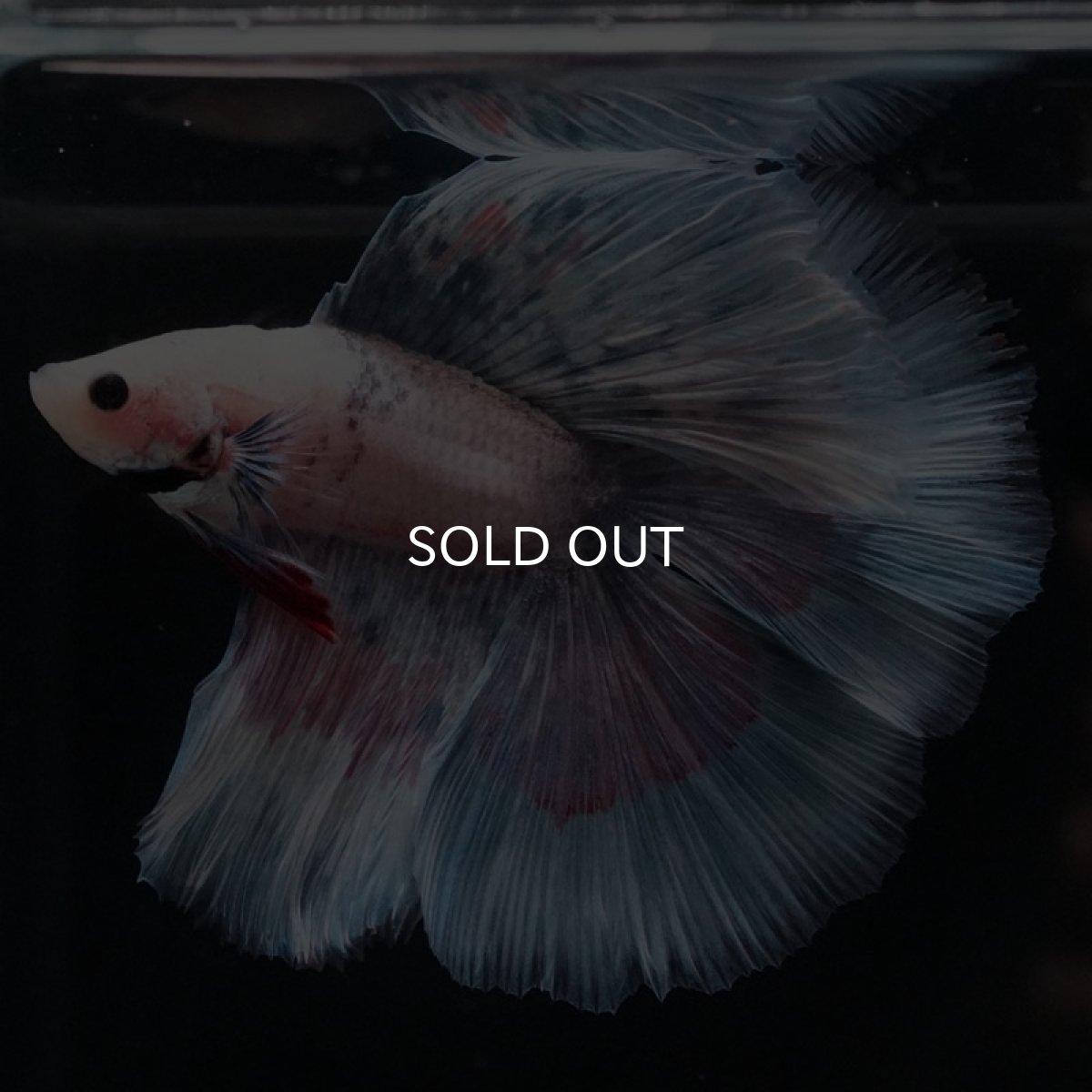 画像2: FM ファンシー (2)