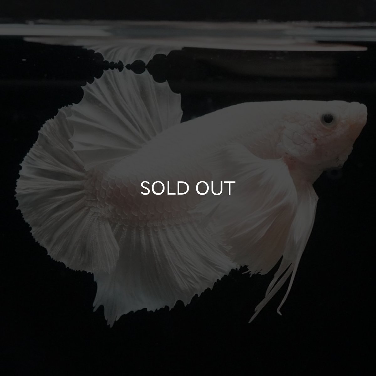 画像4: HMPK　ホワイトダンボ　胸ビレローズタイプ (4)