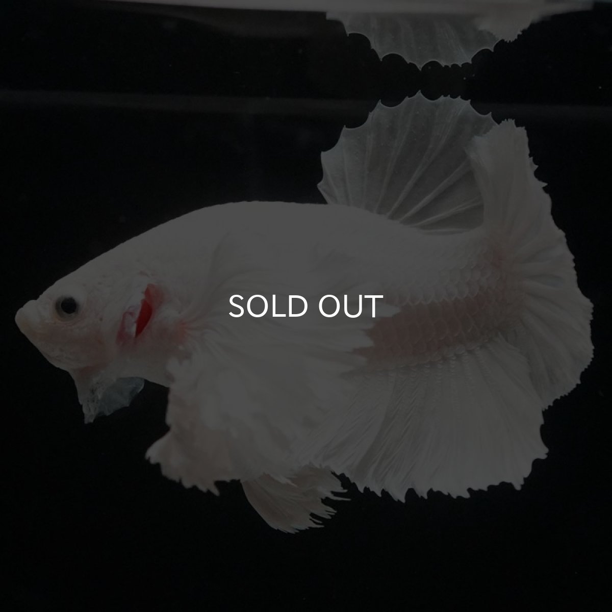 画像3: HMPK　ホワイトダンボ　胸ビレローズタイプ (3)