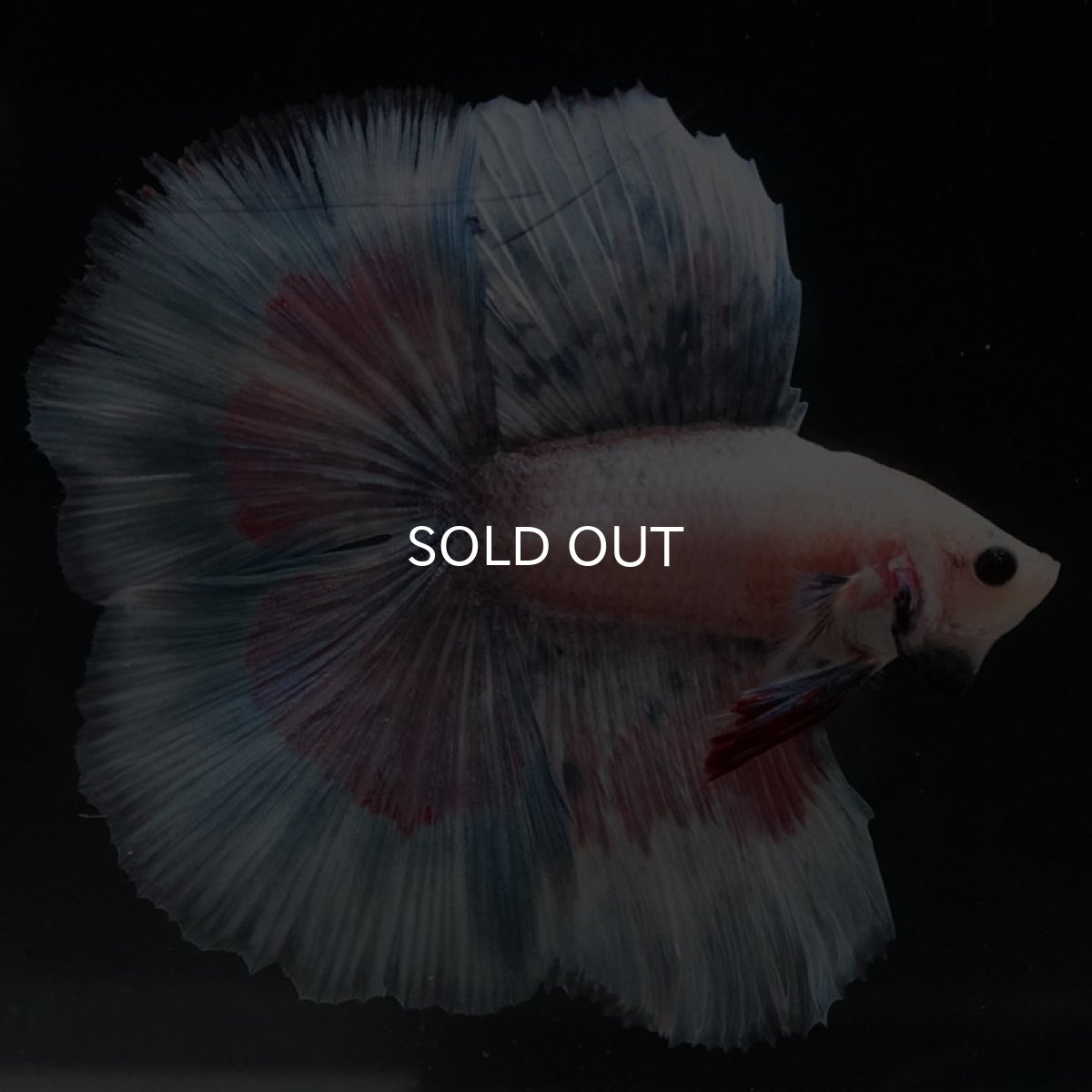 画像6: FM ファンシー (6)