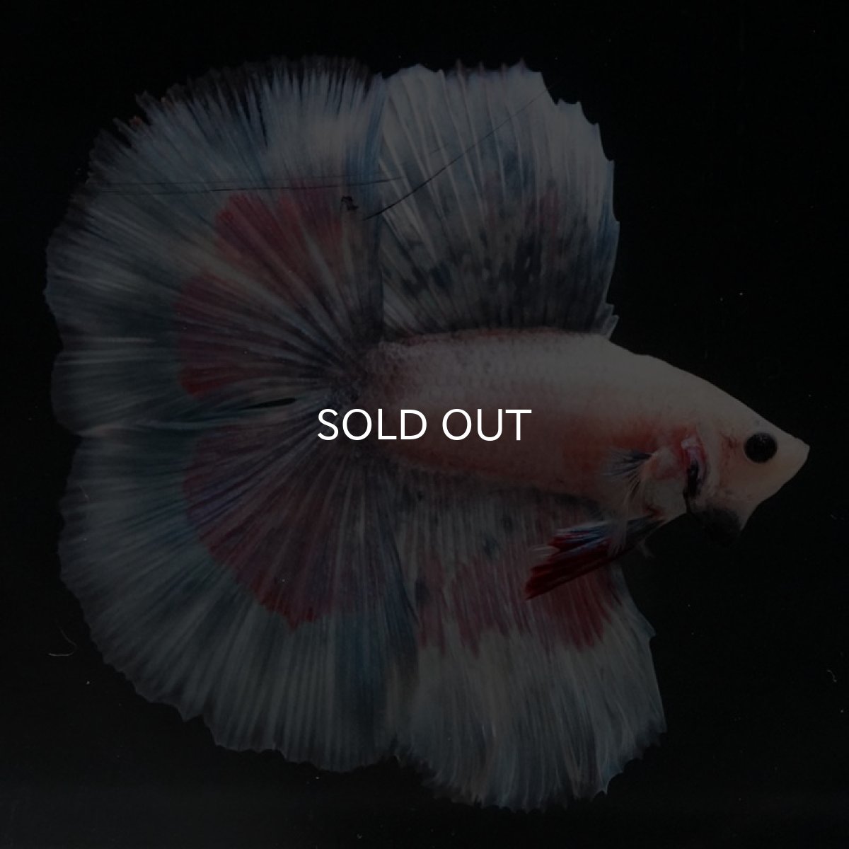 画像5: FM ファンシー (5)