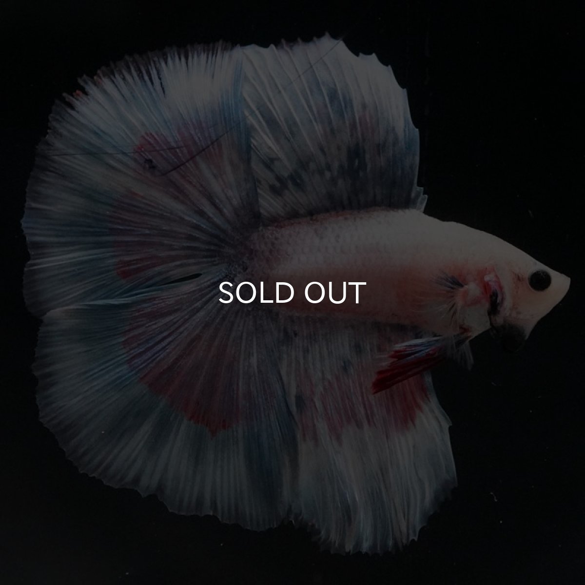 画像3: FM ファンシー (3)