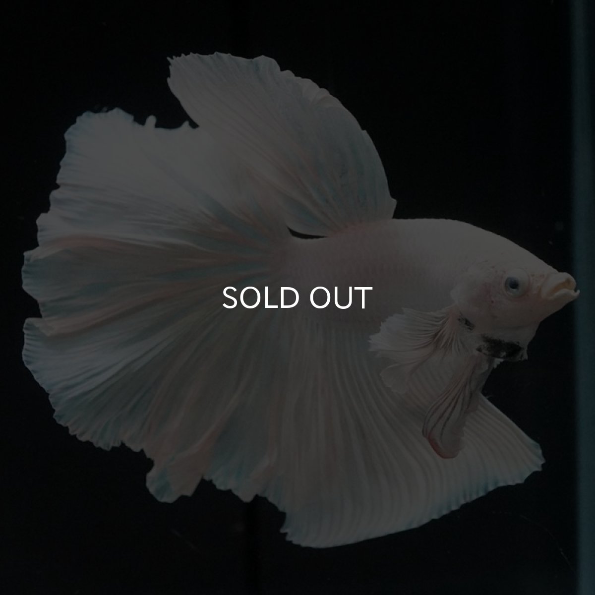 画像2: HM　ホワイト (2)