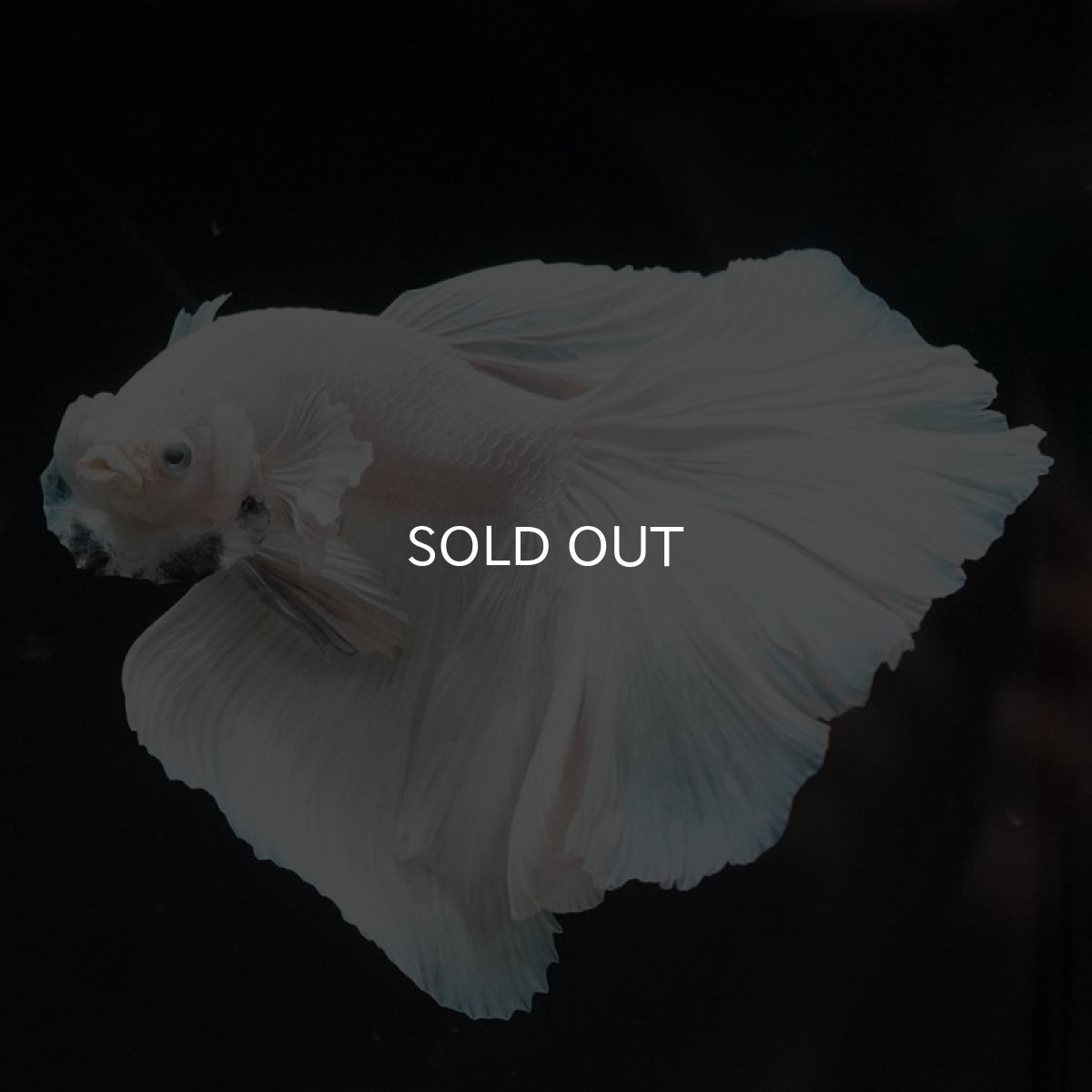 画像5: HM　ホワイト (5)