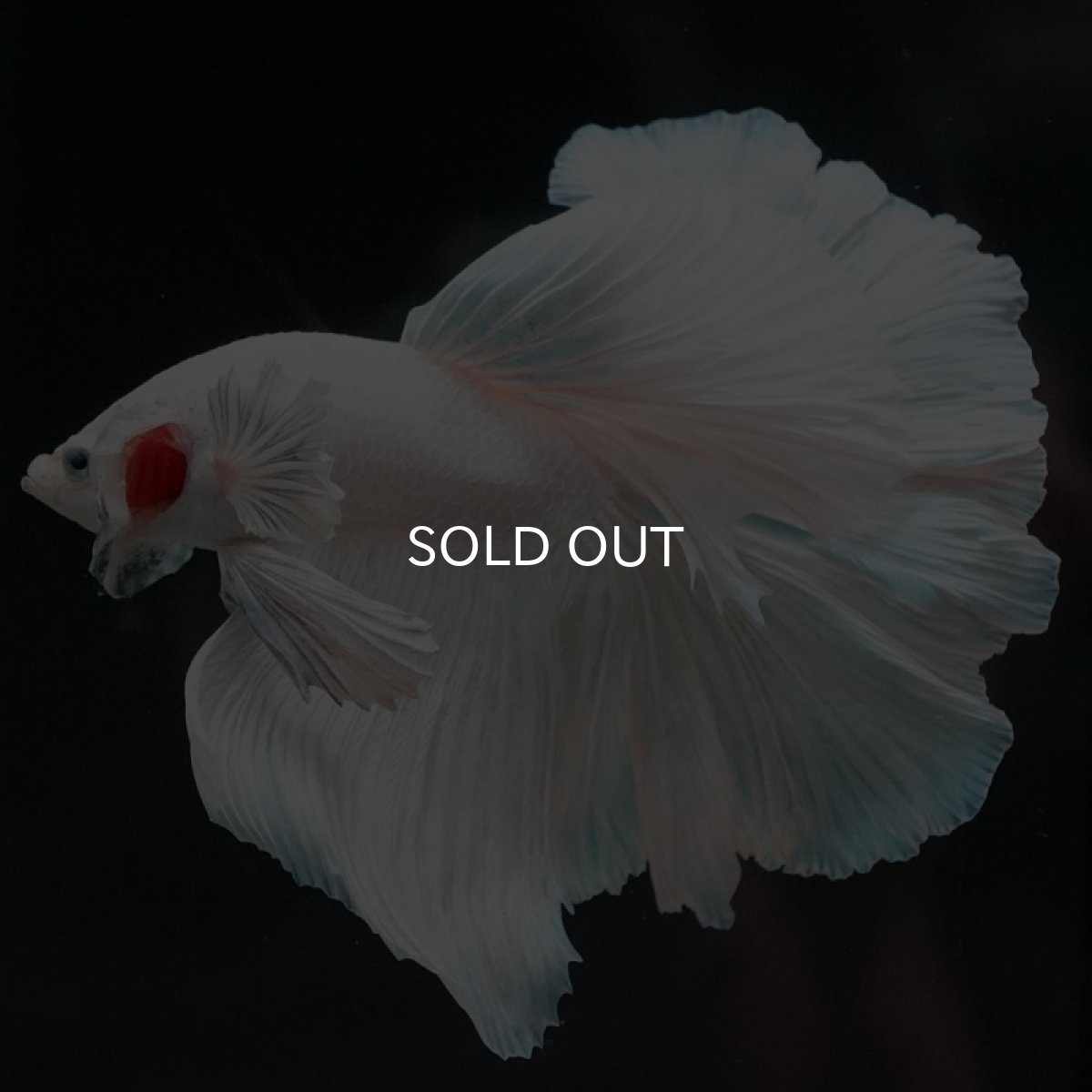 画像3: HM　ホワイト (3)