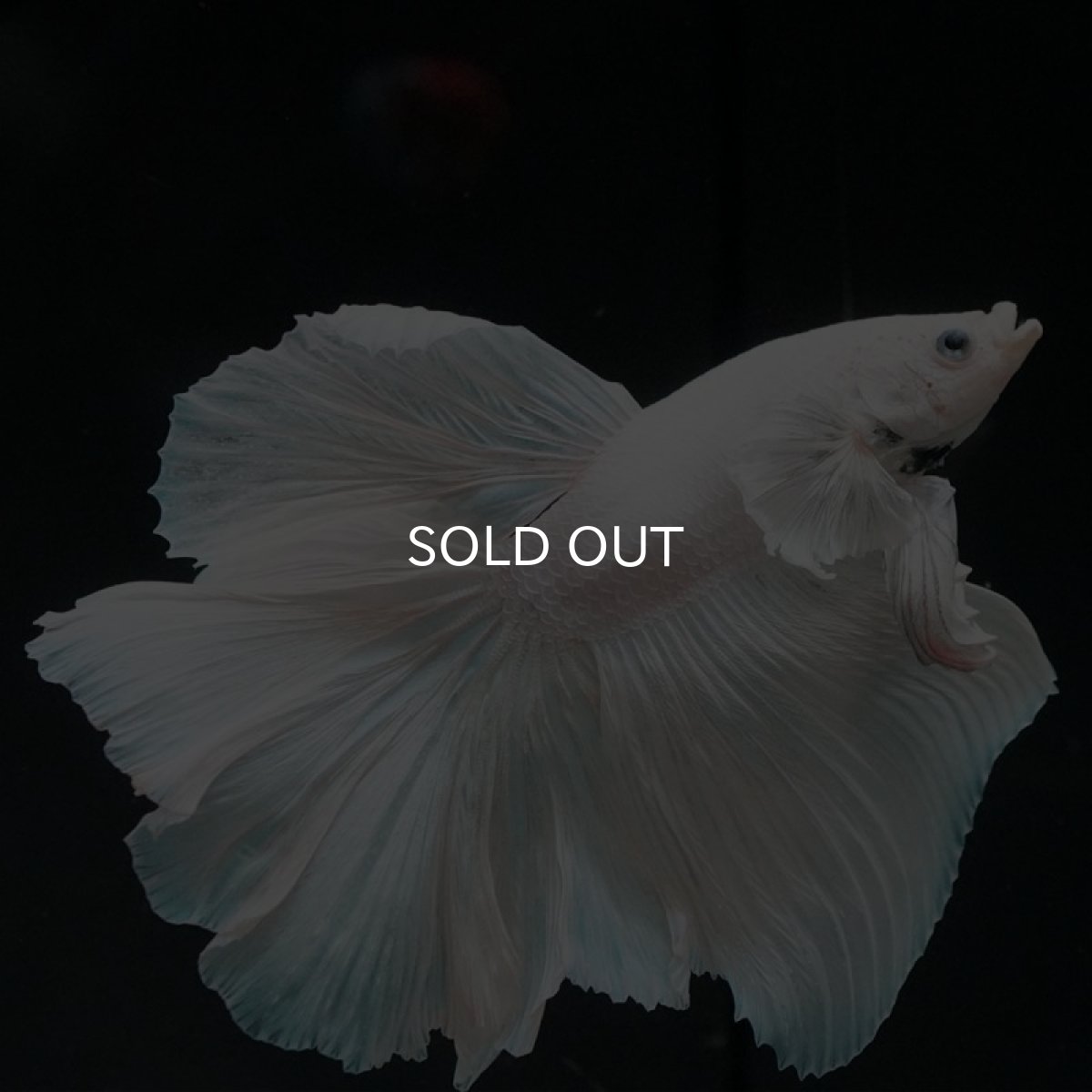 画像4: HM　ホワイト (4)