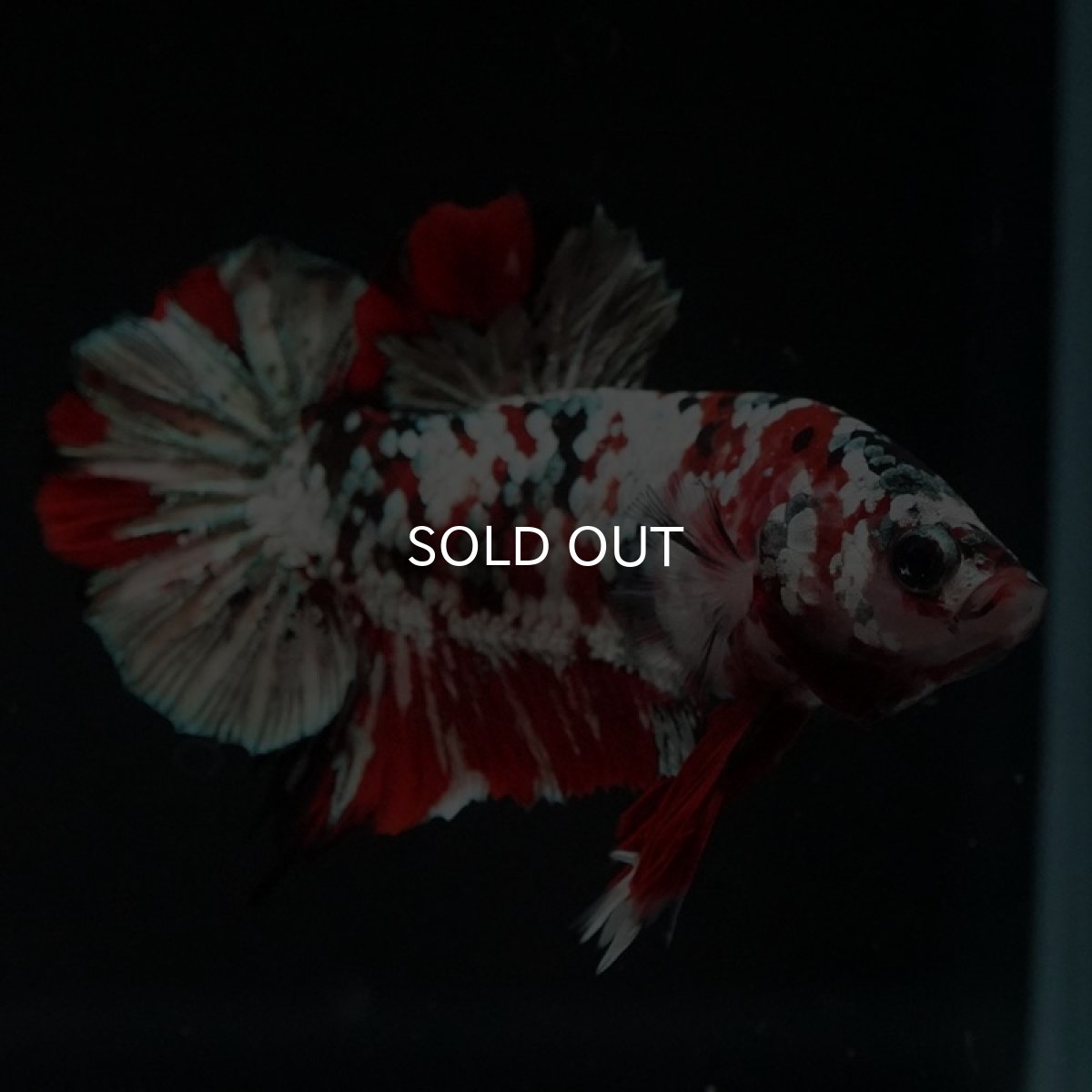 画像5: HMPK　鯉カッパー (5)