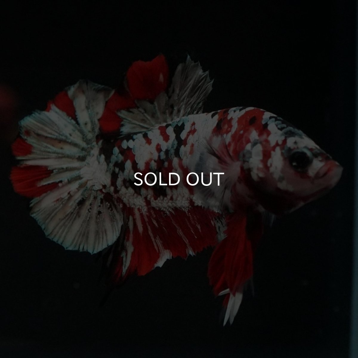 画像3: HMPK　鯉カッパー (3)