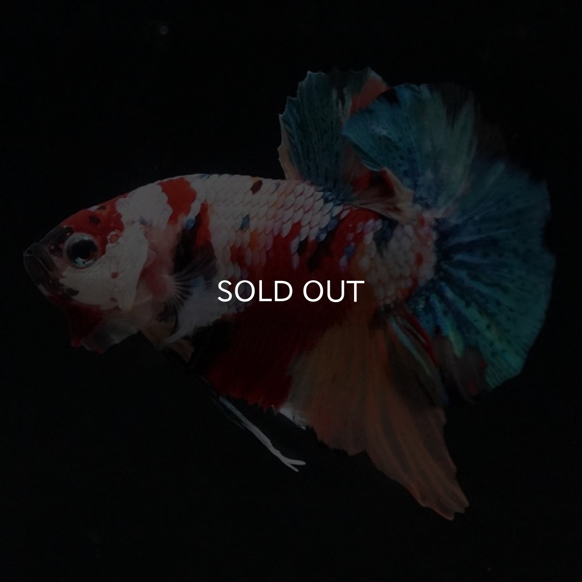 画像2: HMPK　キャンディ (2)