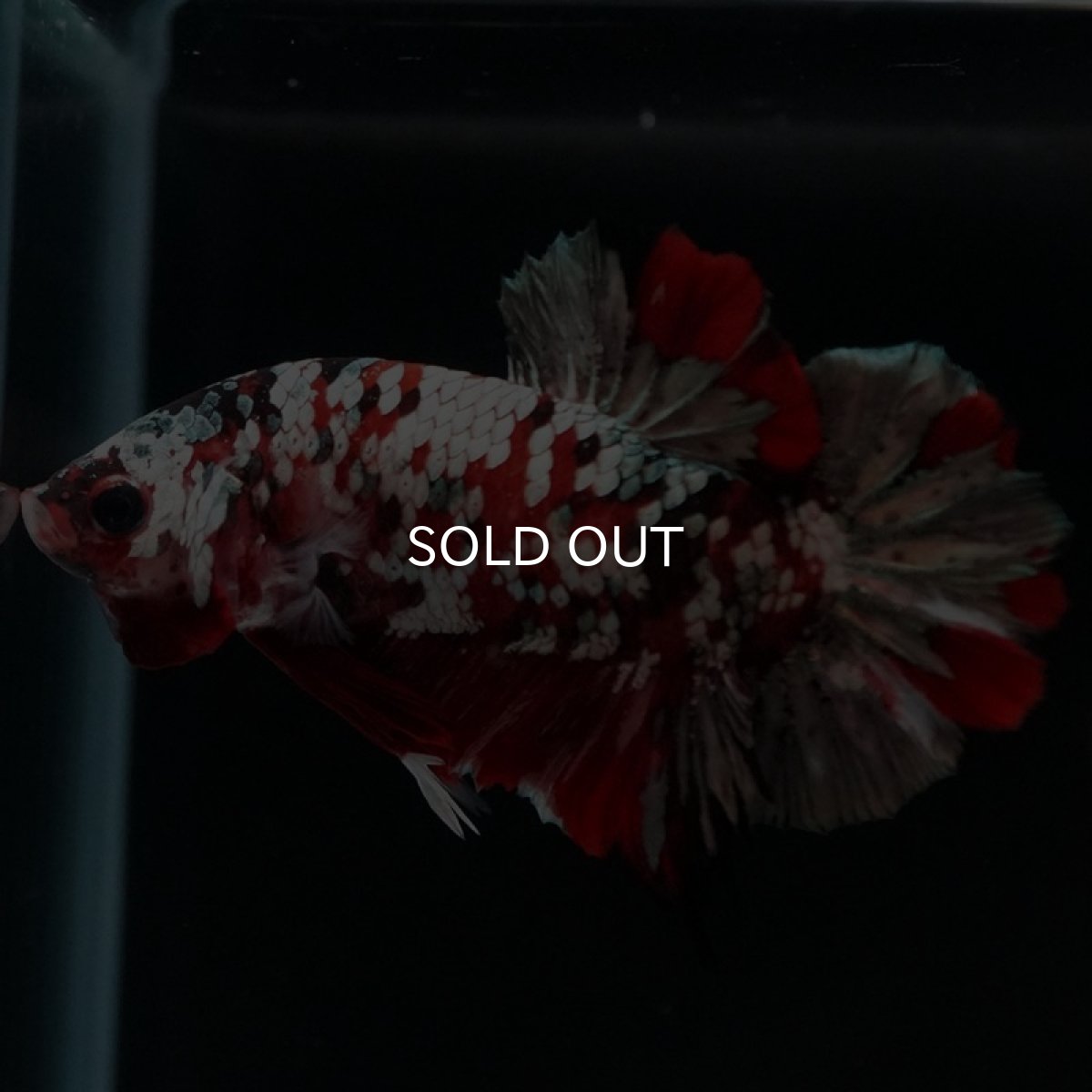 画像6: HMPK　鯉カッパー (6)