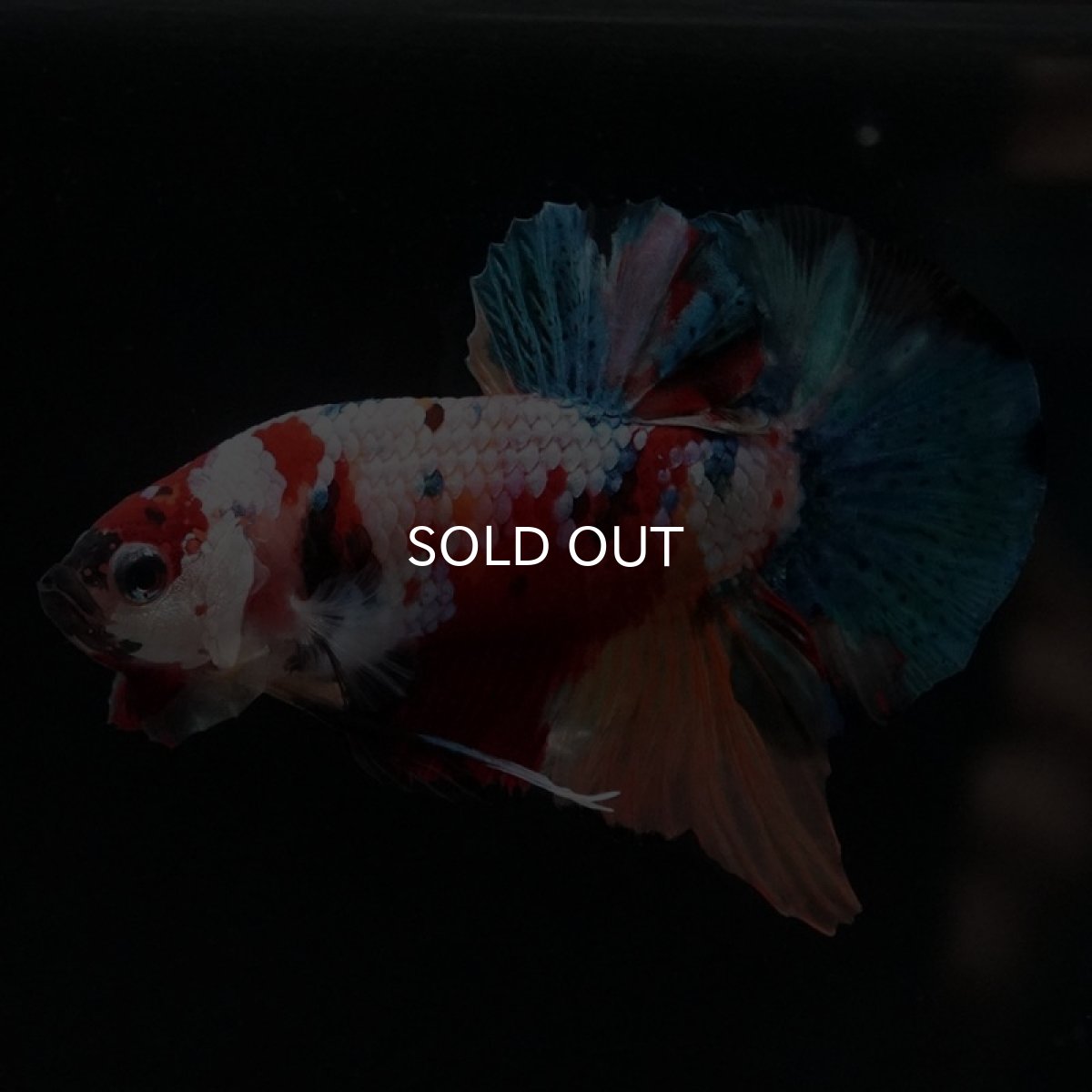 画像9: HMPK　キャンディ (9)