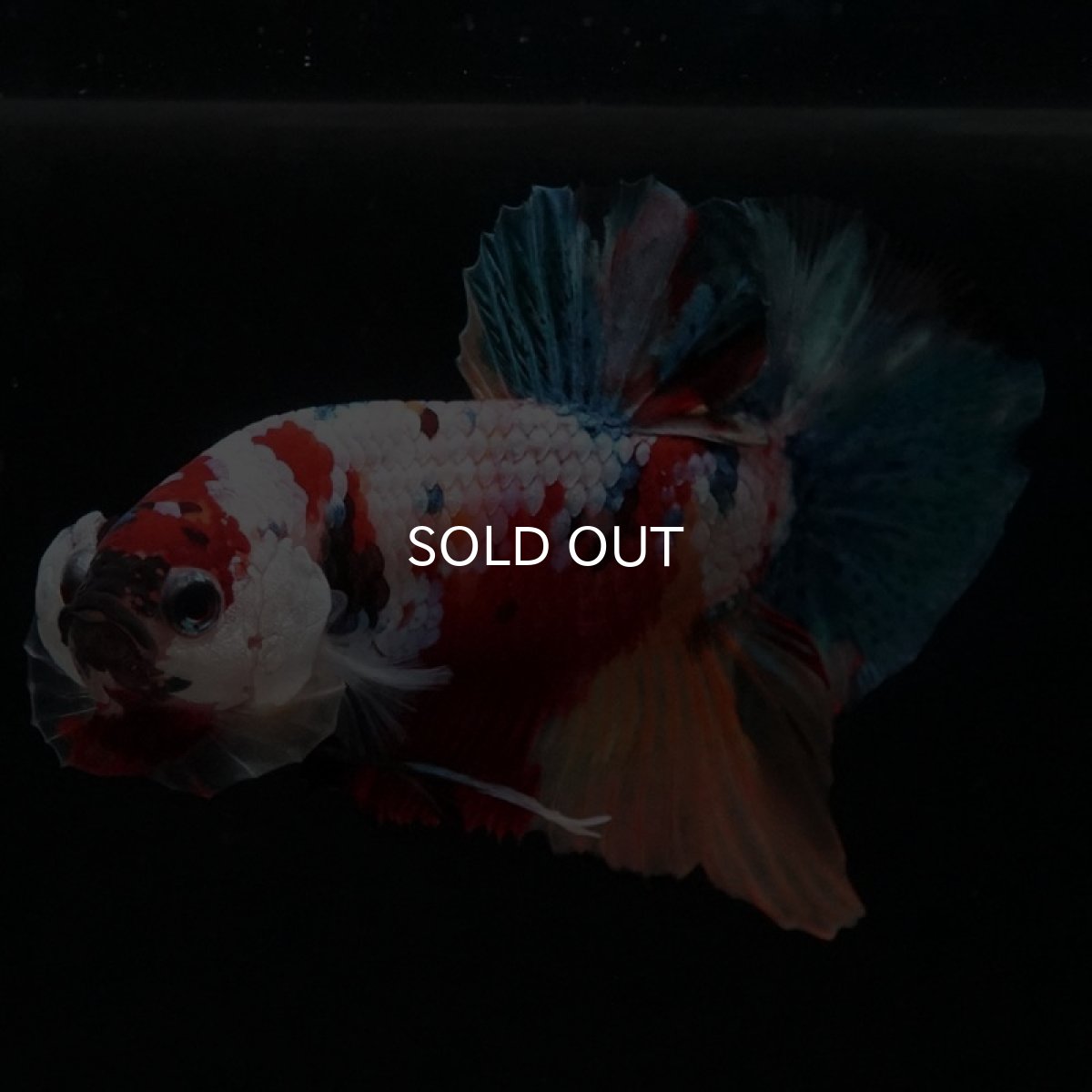 画像7: HMPK　キャンディ (7)