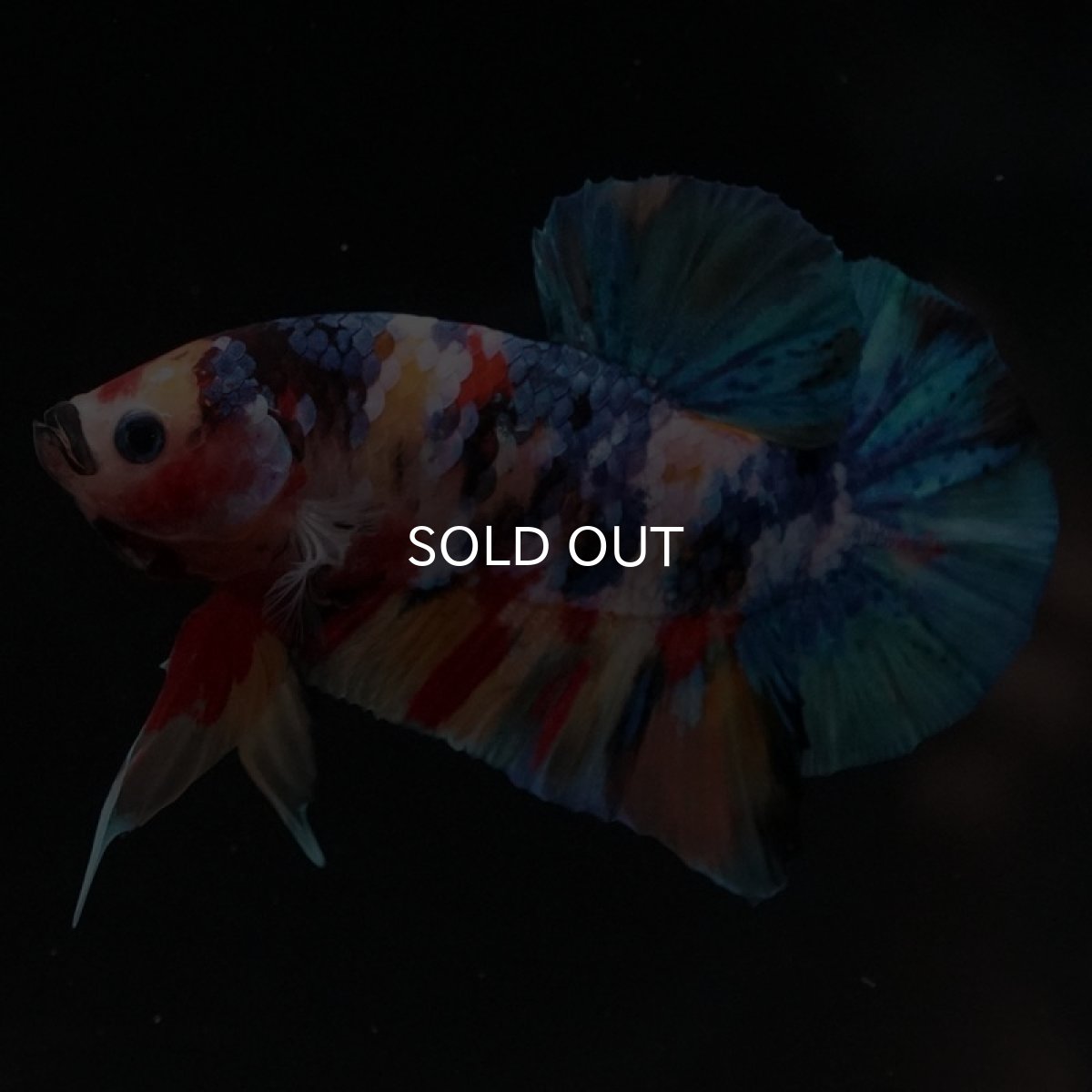 画像6: HMPK　キャンディ (6)