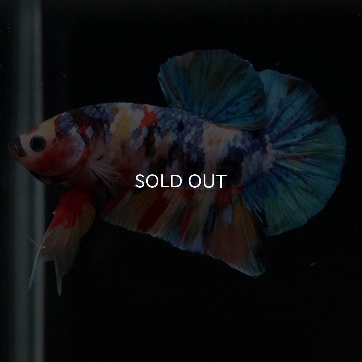 画像4: HMPK　キャンディ (4)