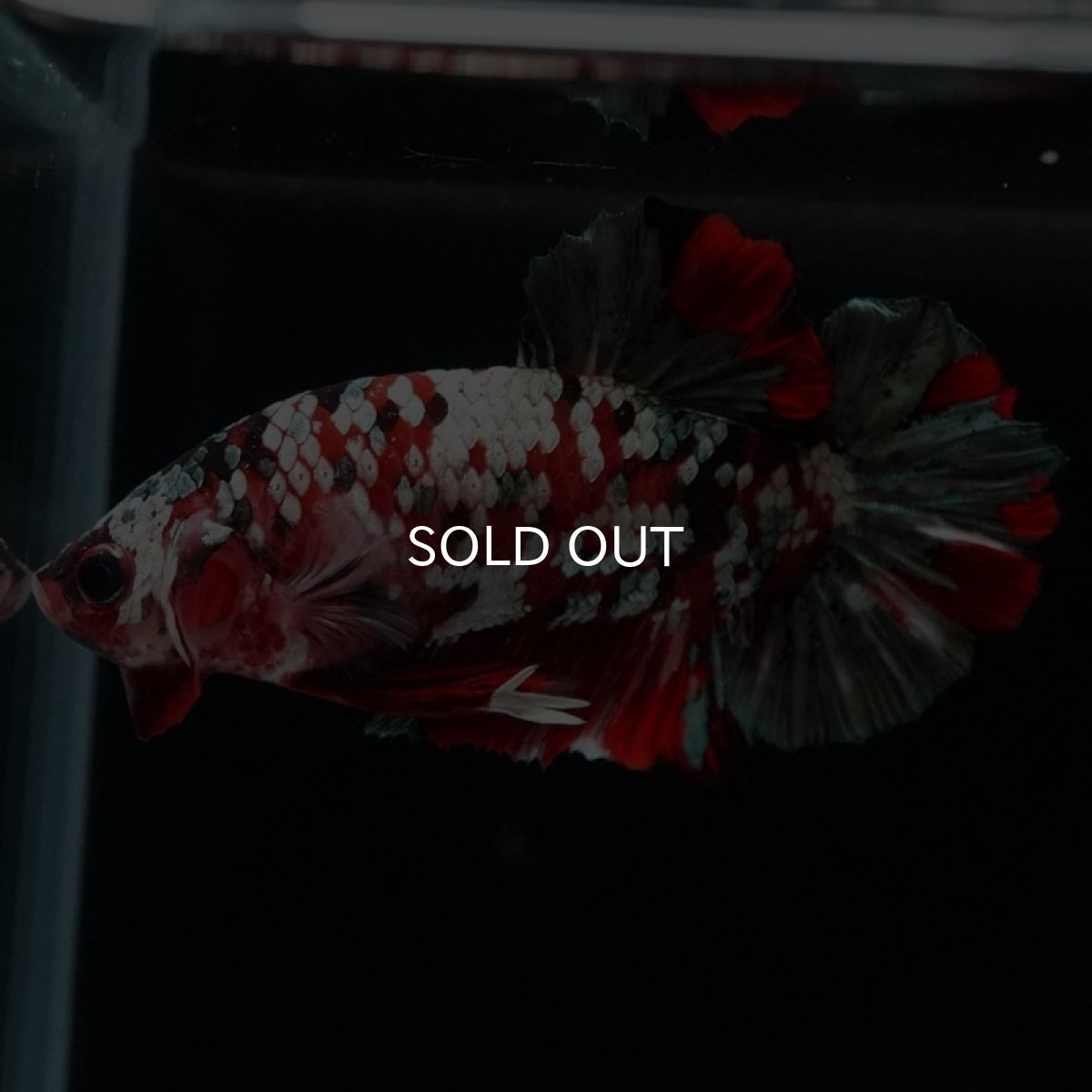 画像4: HMPK　鯉カッパー (4)