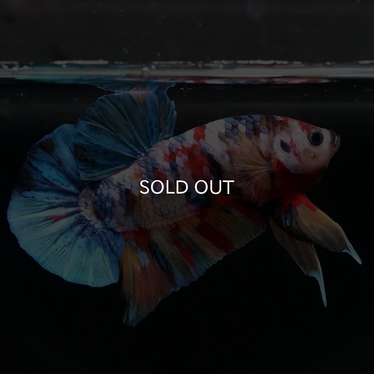 画像5: HMPK　キャンディ (5)