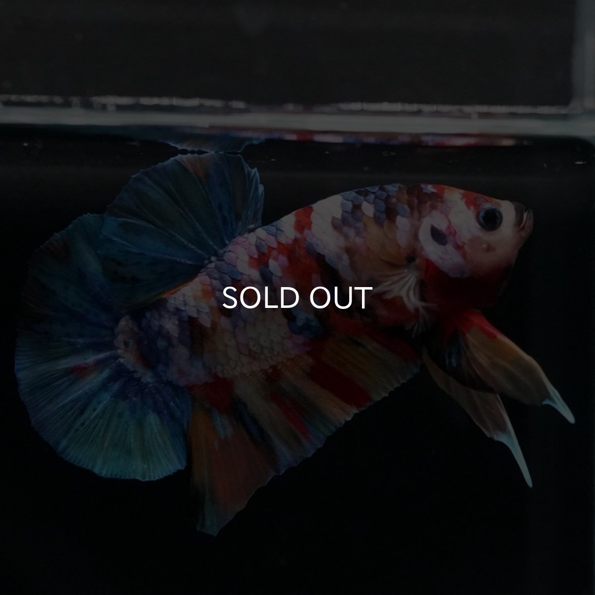 画像3: HMPK　キャンディ (3)