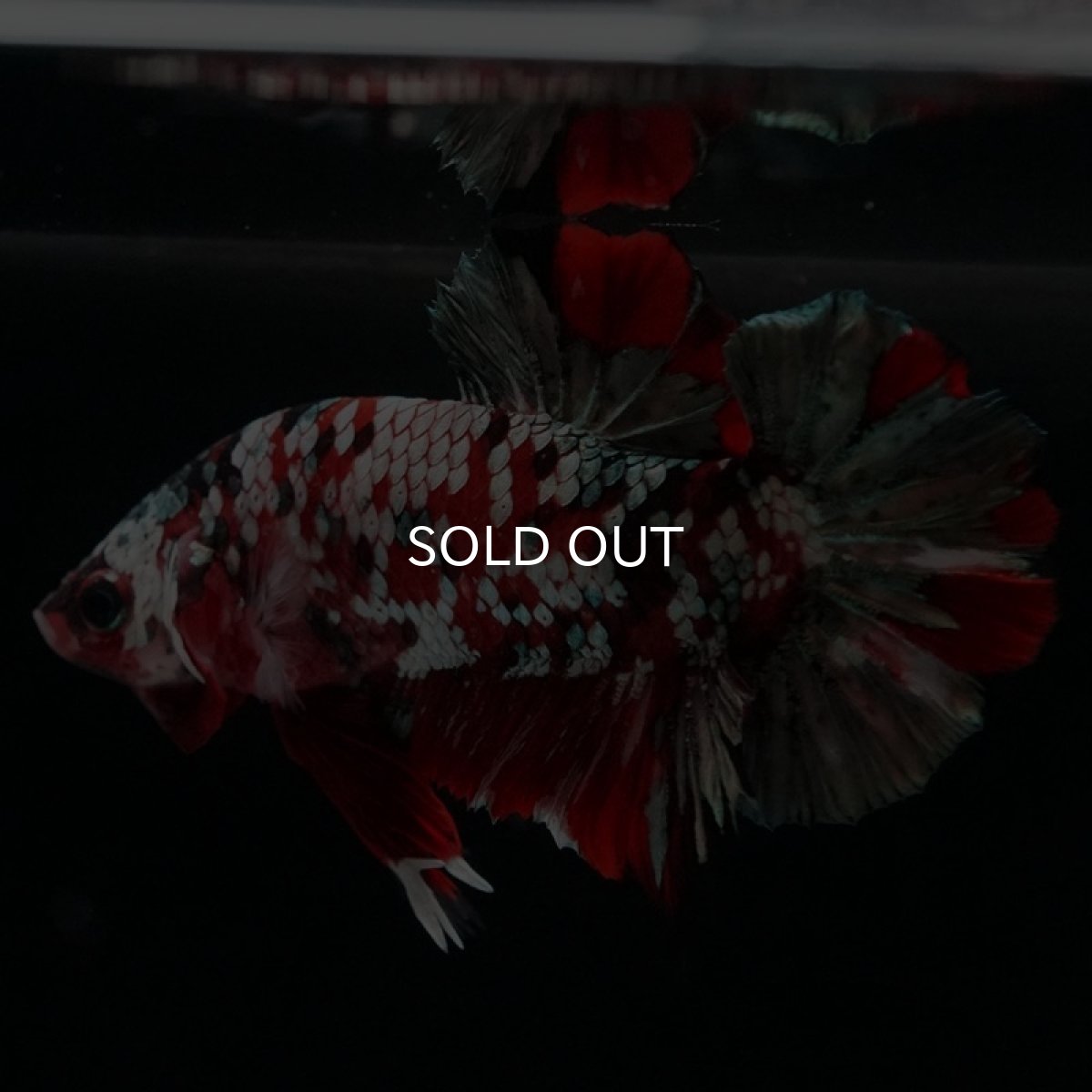 画像2: HMPK　鯉カッパー (2)