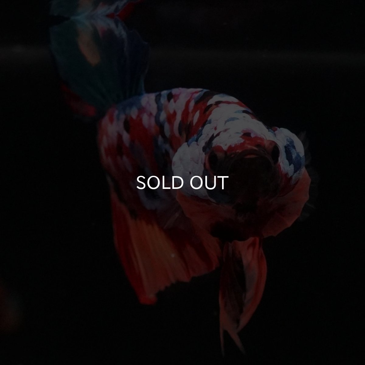 画像4: HMPK　キャンディギャラクシー (4)