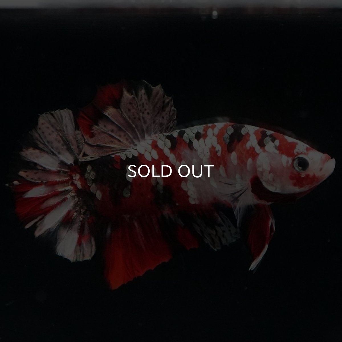 画像7: HMPK　レッドカッパーギャラクシー (7)