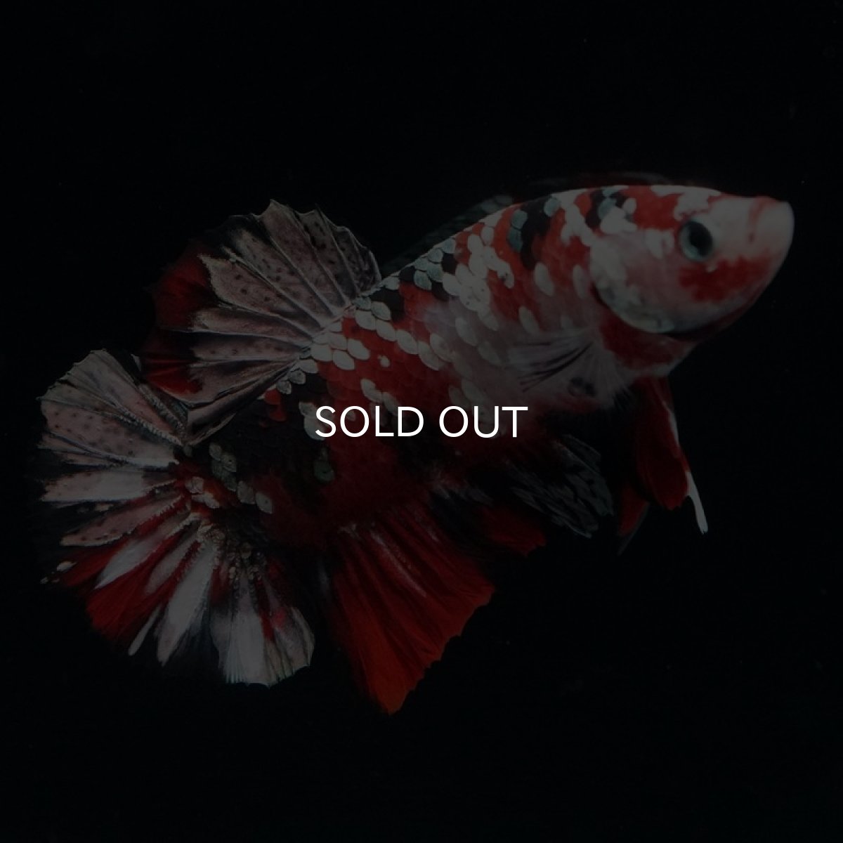 画像6: HMPK　レッドカッパーギャラクシー (6)