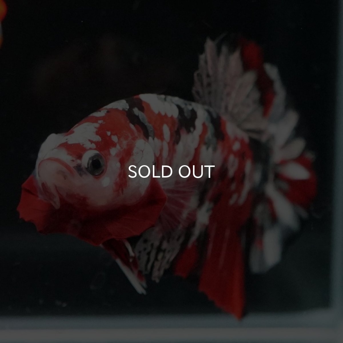 画像5: HMPK　レッドカッパーギャラクシー (5)