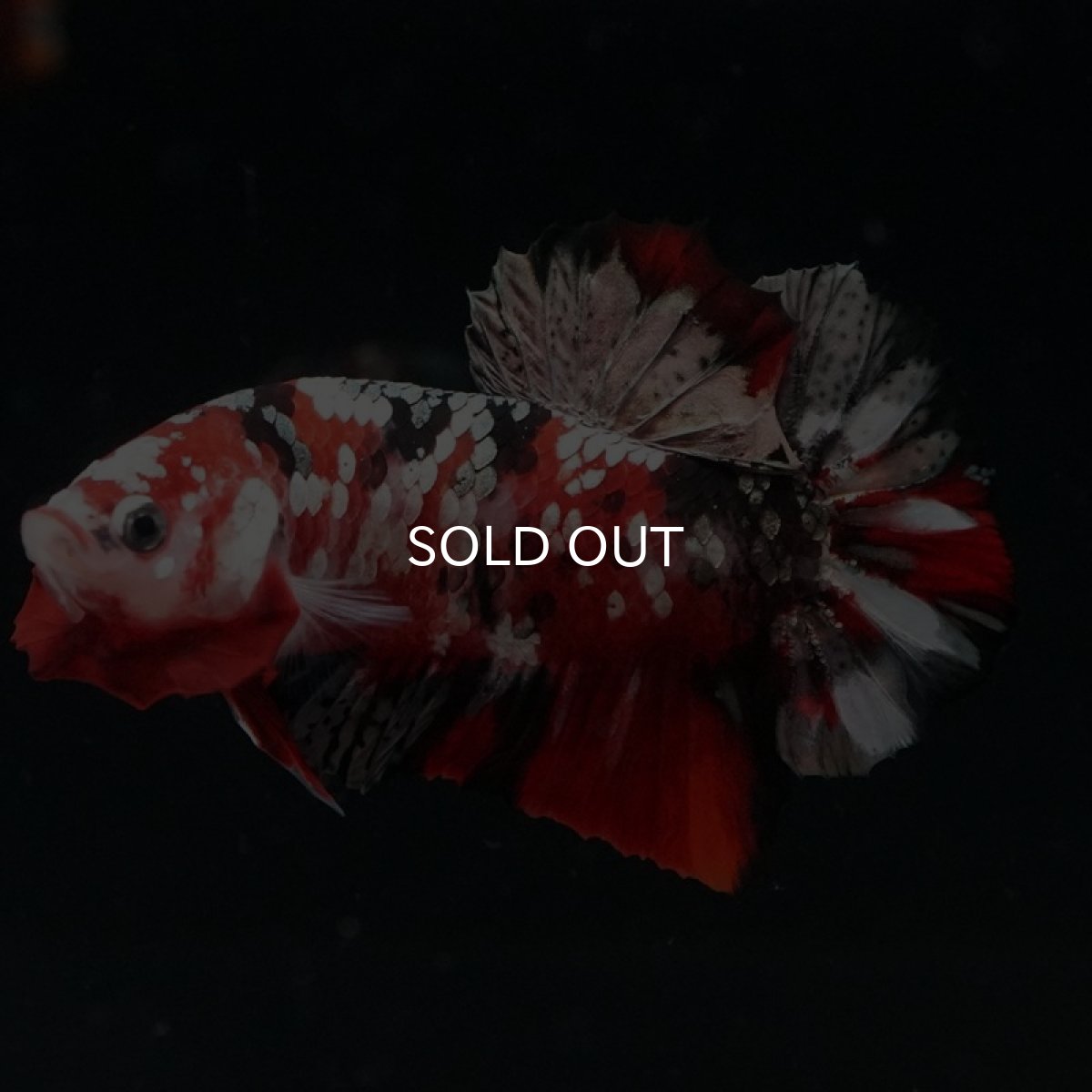 画像4: HMPK　レッドカッパーギャラクシー (4)