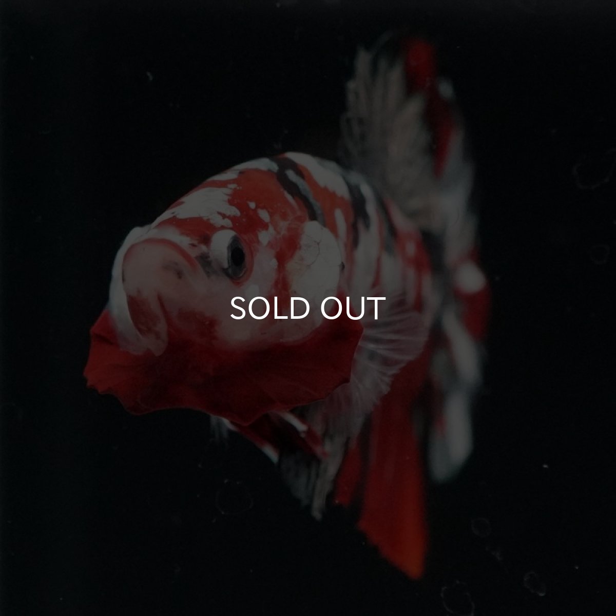 画像3: HMPK　レッドカッパーギャラクシー (3)