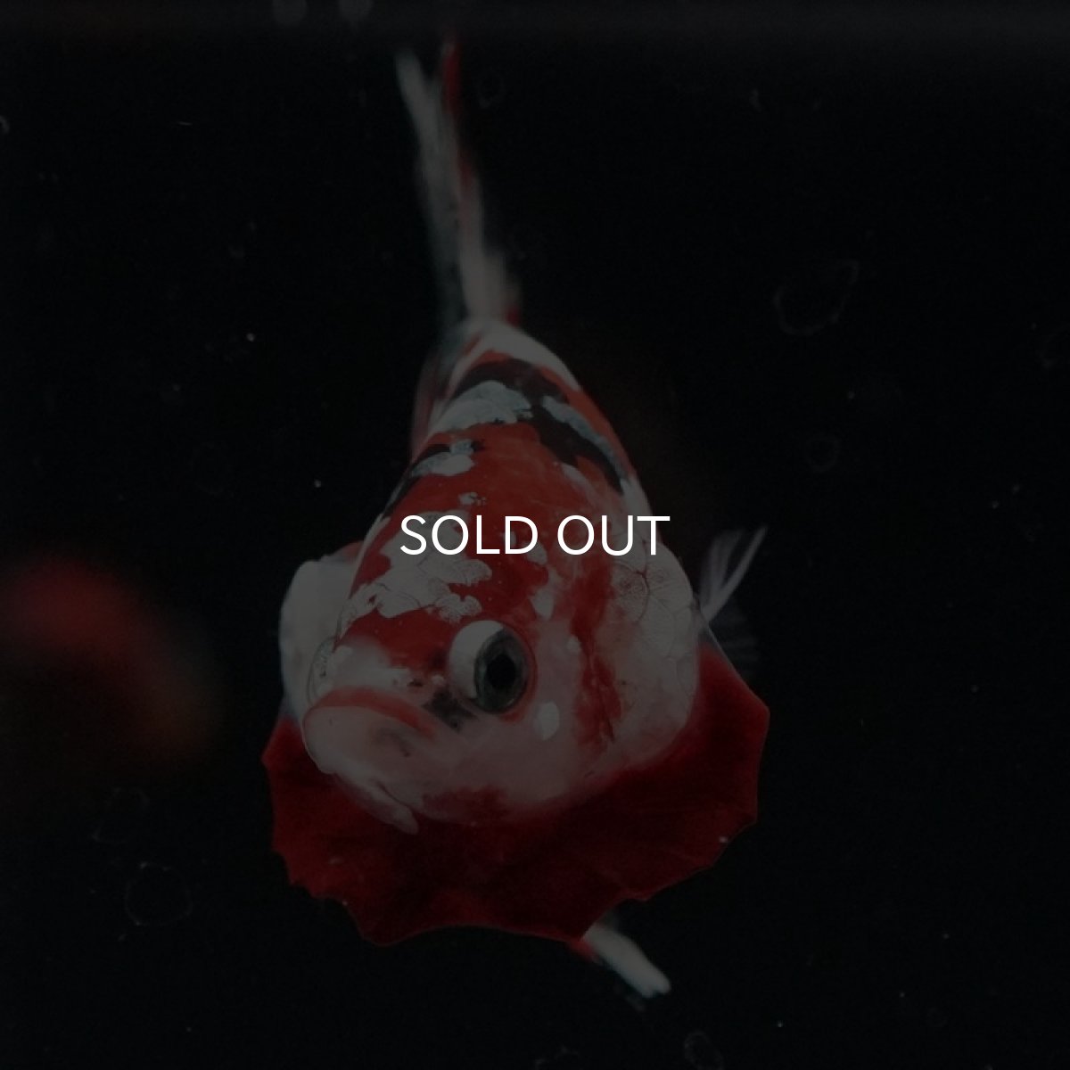 画像2: HMPK　レッドカッパーギャラクシー (2)