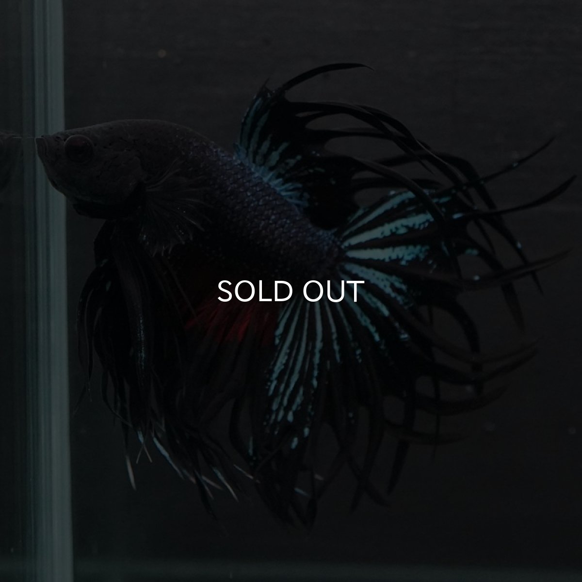 画像9: CT キングクラウン ブラックオーキッド (9)