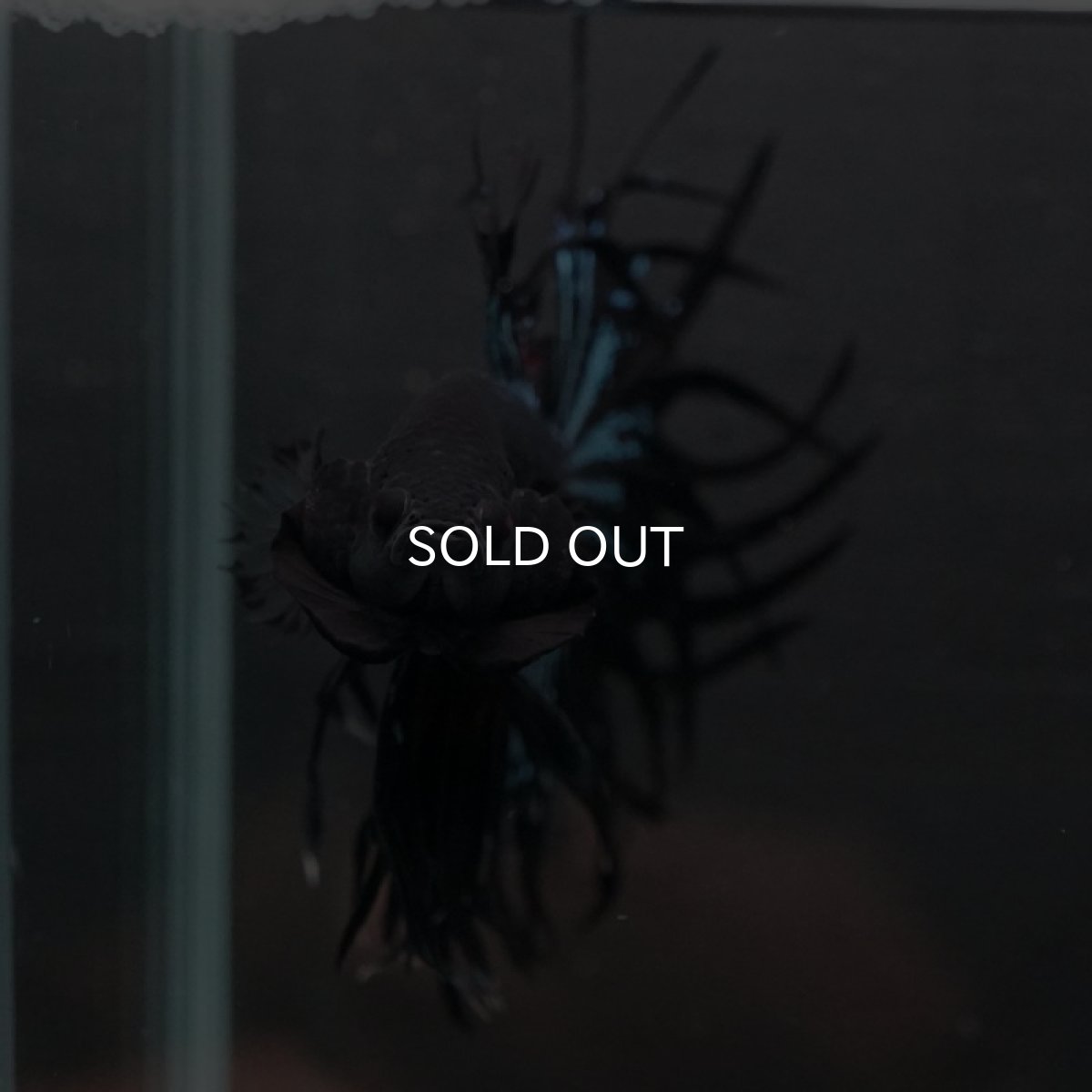 画像8: CT キングクラウン ブラックオーキッド (8)