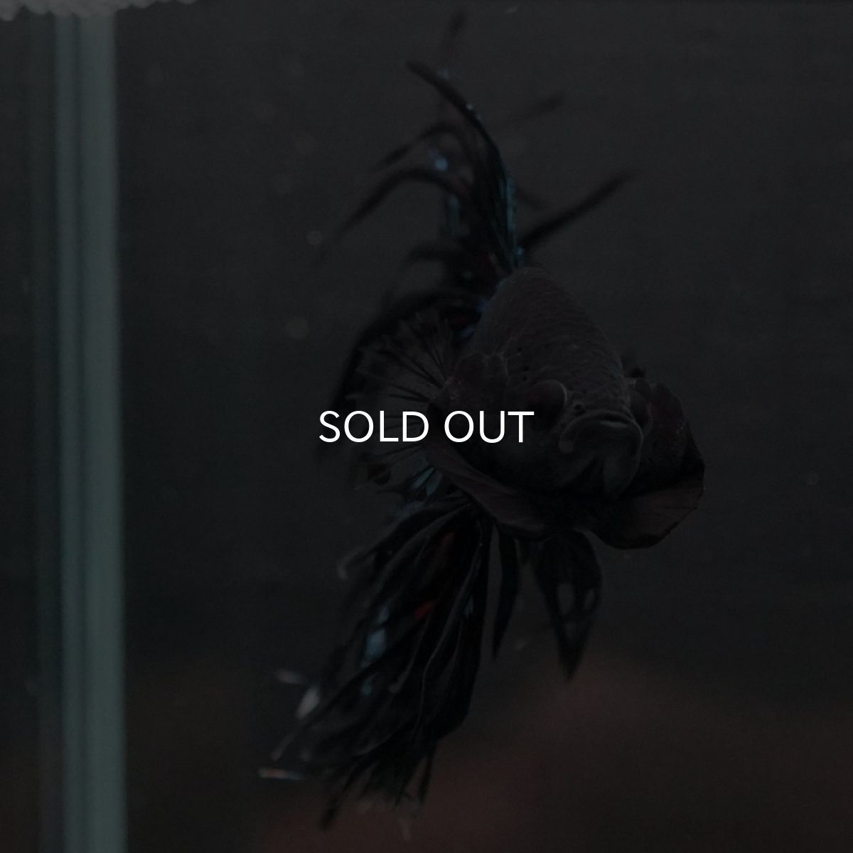 画像7: CT キングクラウン ブラックオーキッド (7)