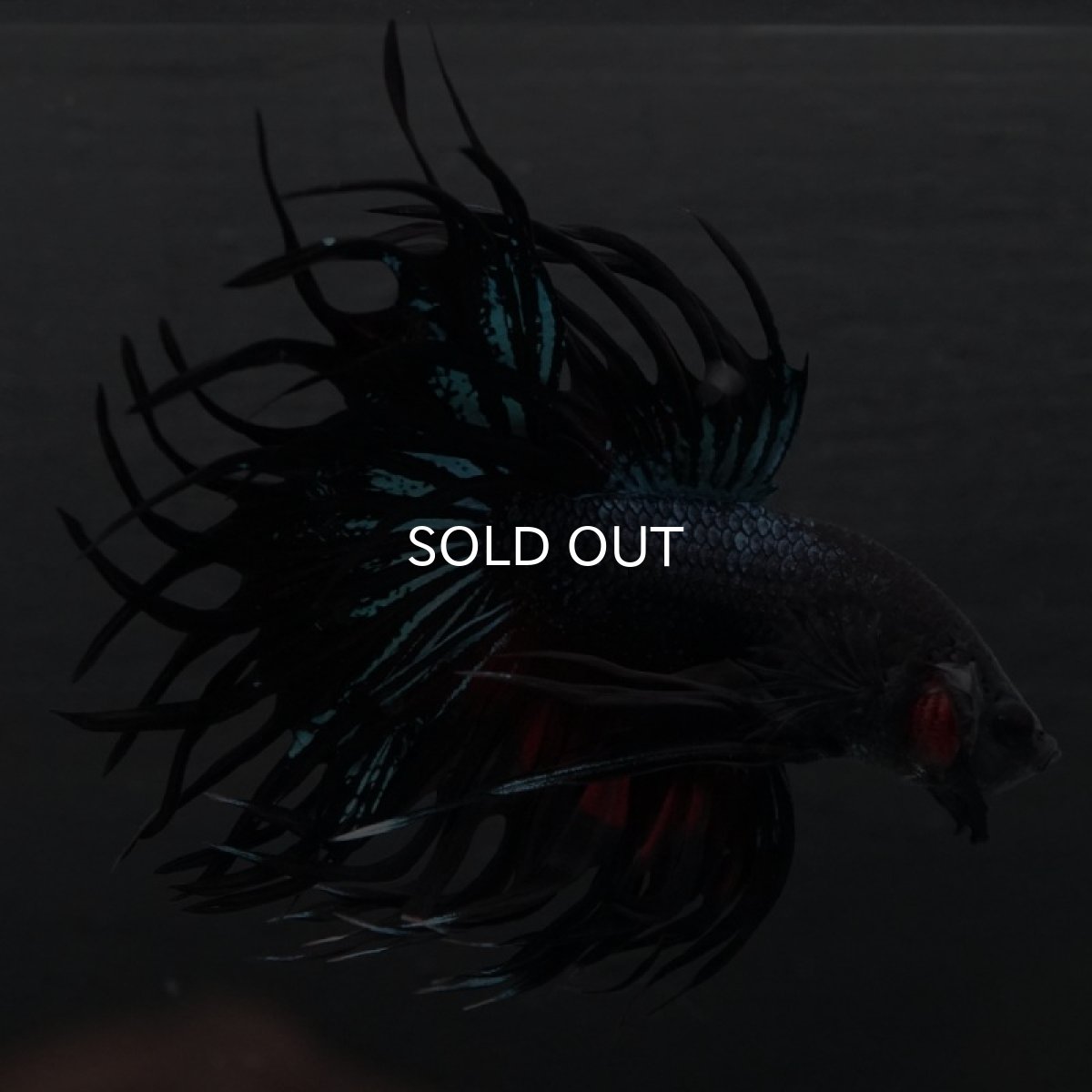 画像2: CT キングクラウン ブラックオーキッド (2)