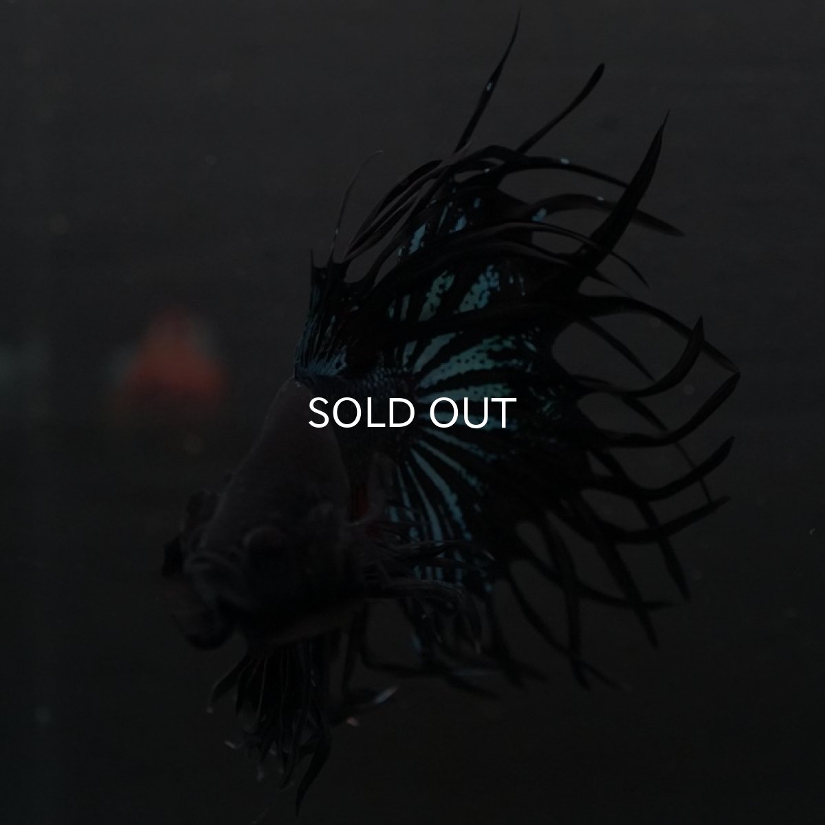 画像6: CT キングクラウン ブラックオーキッド (6)