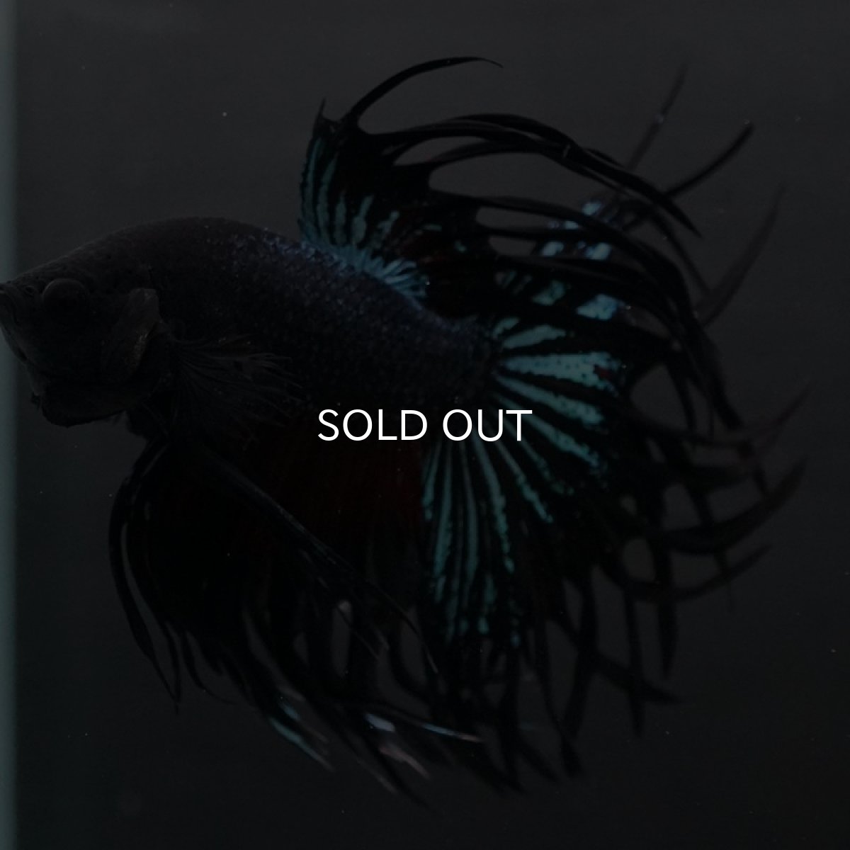 画像5: CT キングクラウン ブラックオーキッド (5)