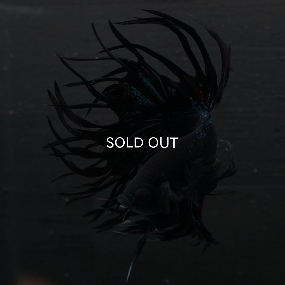 画像4: CT キングクラウン ブラックオーキッド (4)