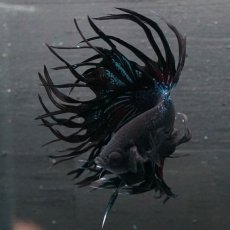 画像4: CT　キングクラウン　ブラックオーキッド (4)