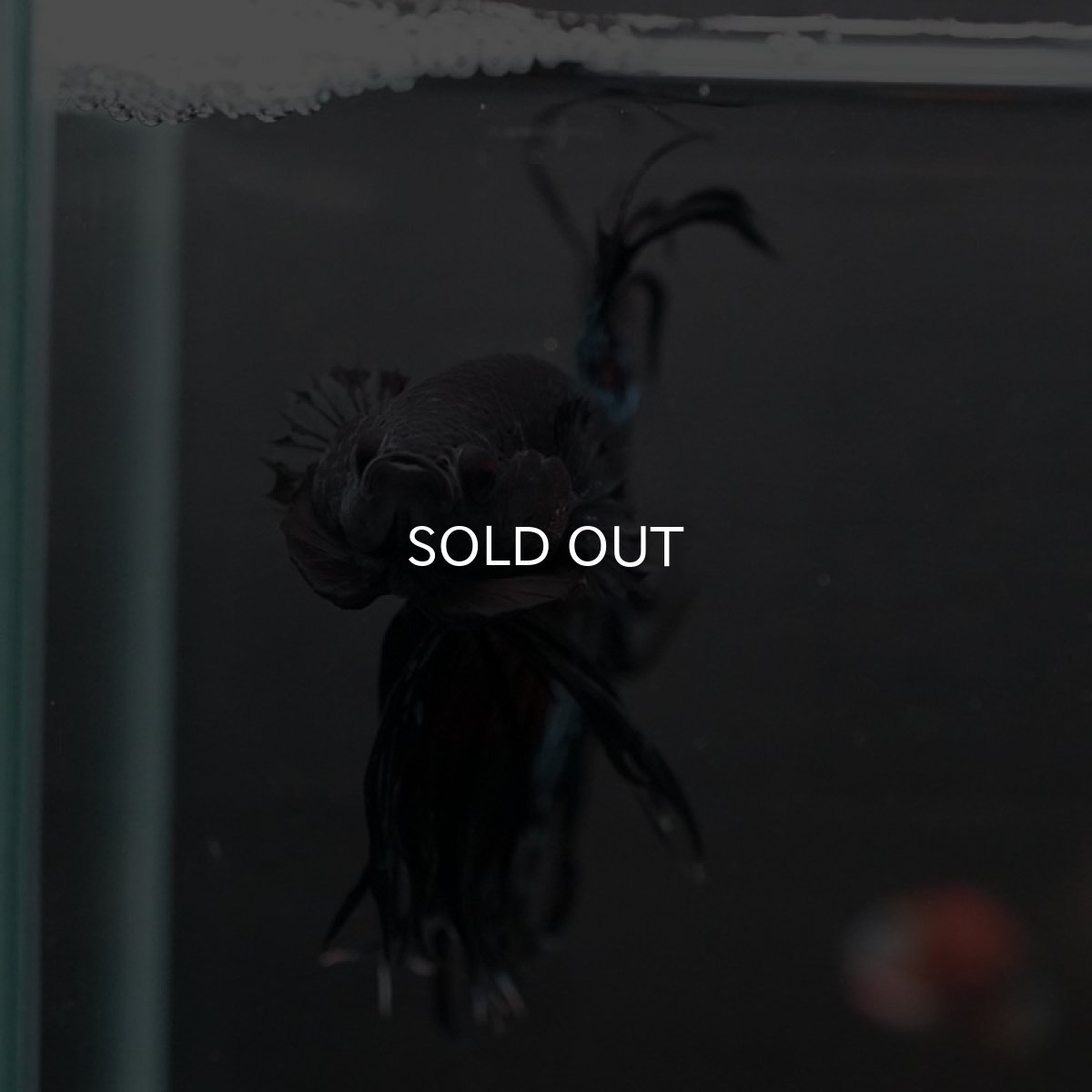 画像3: CT キングクラウン ブラックオーキッド (3)