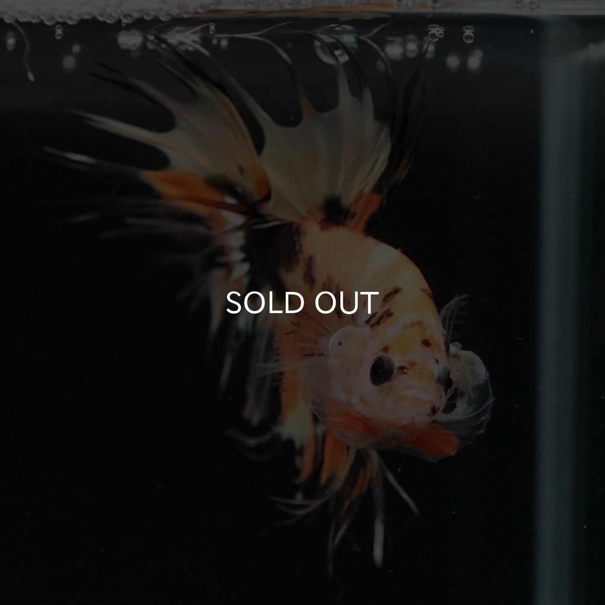 画像9: CT オレンジキャンディ (9)