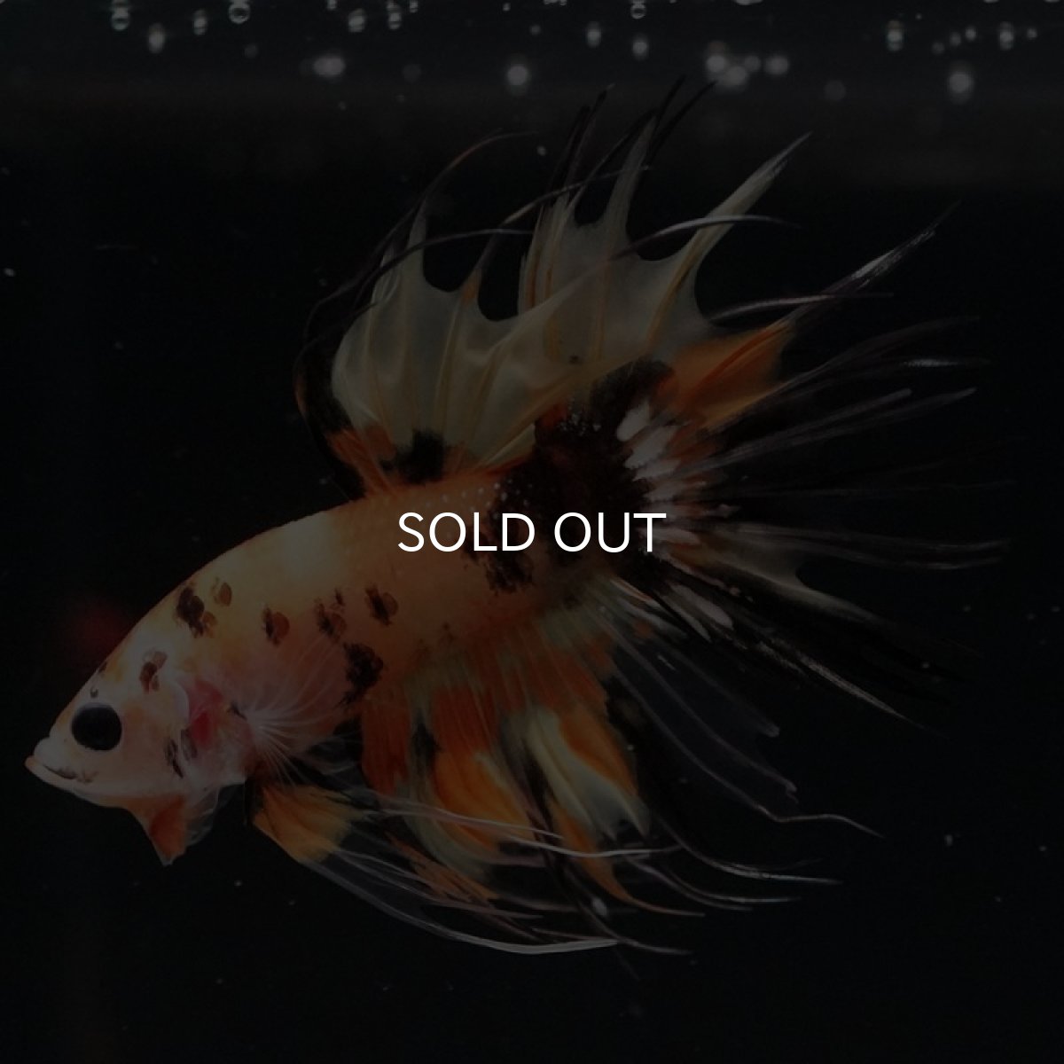 画像8: CT オレンジキャンディ (8)