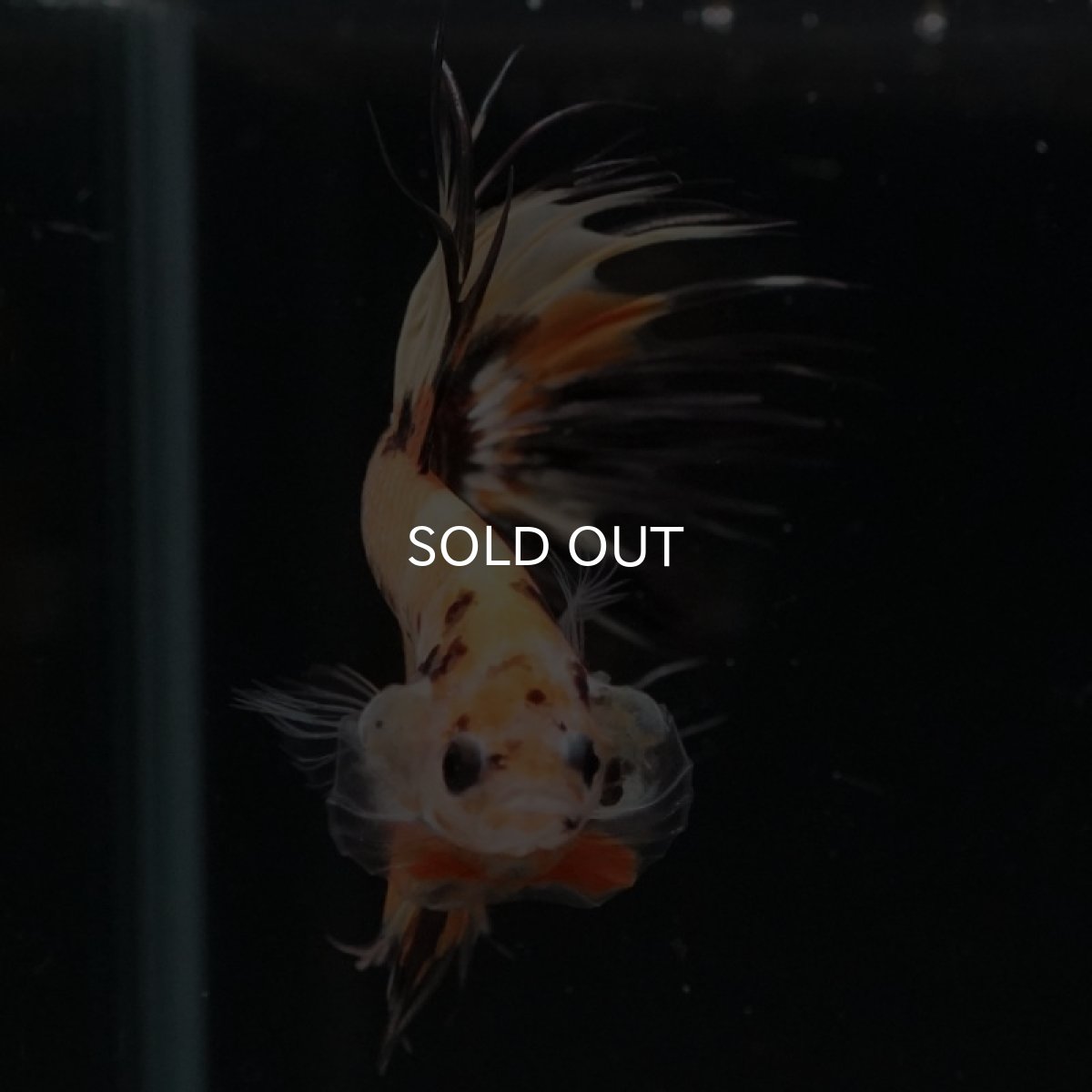 画像7: CT オレンジキャンディ (7)