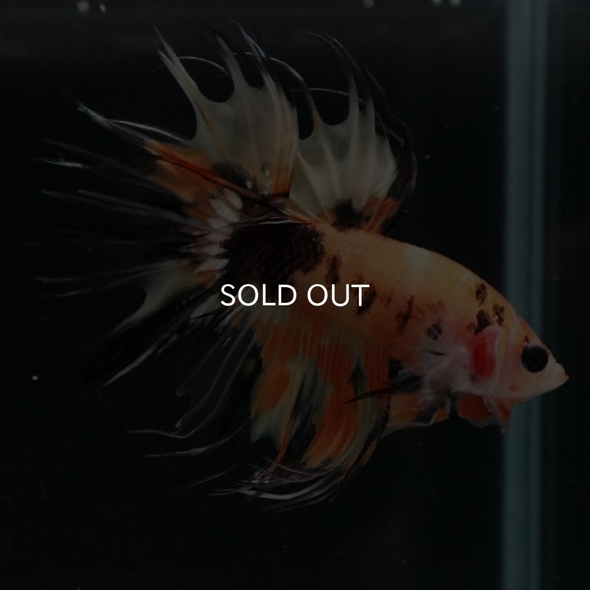 画像6: CT オレンジキャンディ (6)