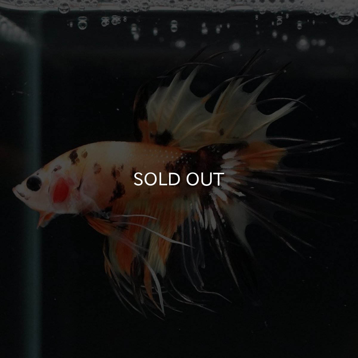 画像5: CT オレンジキャンディ (5)